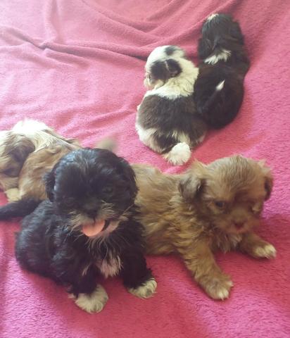 SHITZU machos e fêmeas aceito CARTÃO