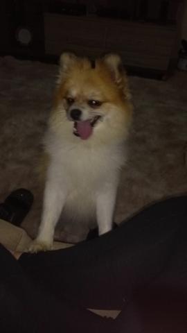 Spitz alemão anão,