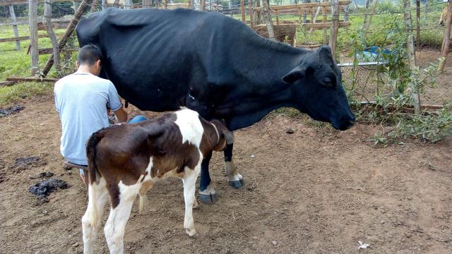 3 vacas de leite aparecida de Goiânia