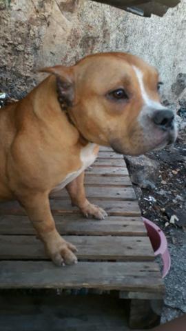 American Bully fêmea