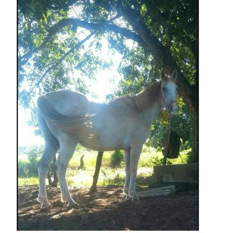 Cavalo mangalarga com árabe