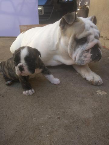OPORTUNIDADE Bulldog