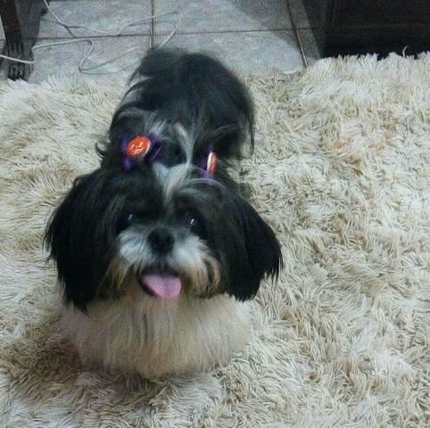 Shitzu macho para Cobertura