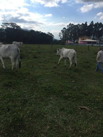 Vendo 2 vacas 1 com cria outra prenha mas 1 novilha prenha