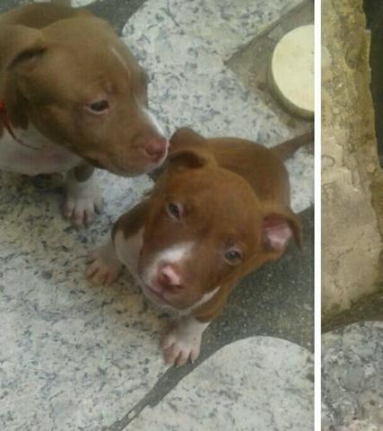 Vendo Pitbull