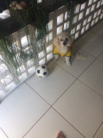 Vendo cachorro que bate um bolão
