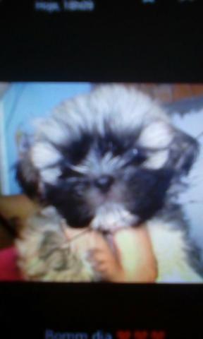 Vendo femea raca shitzu