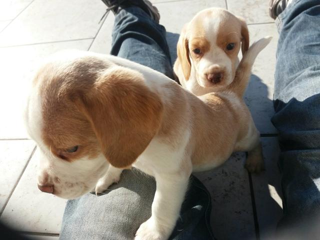 Beagle fêmeas