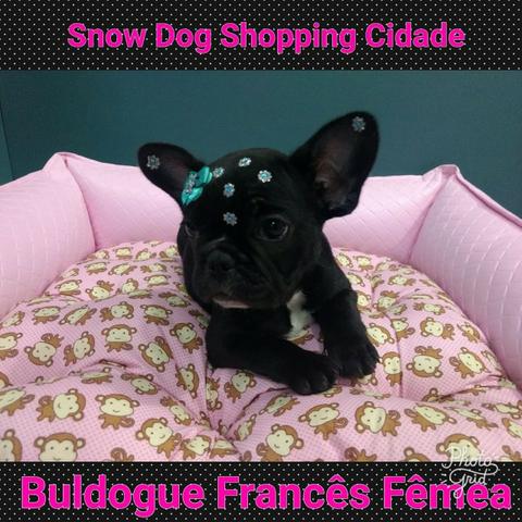 Bulldog Francês fêmea tigrada disponível na snow dog do shopping cidade