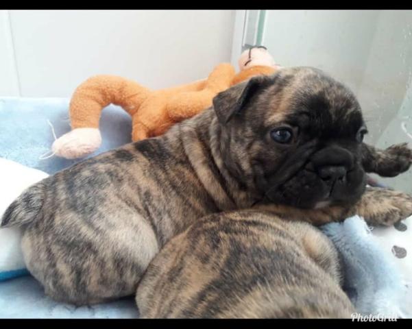 Bulldog frances