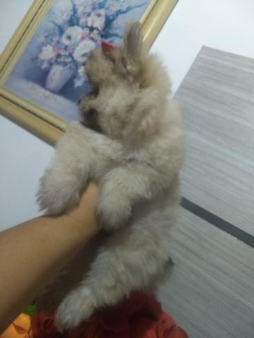 Cruzamento maltês com Spitz alemão