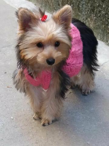 Linda fêmea de york. disponível para venda