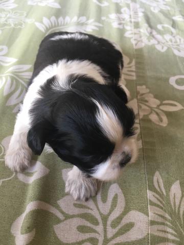 Lindo machinho shitzu entrega apartir dia 