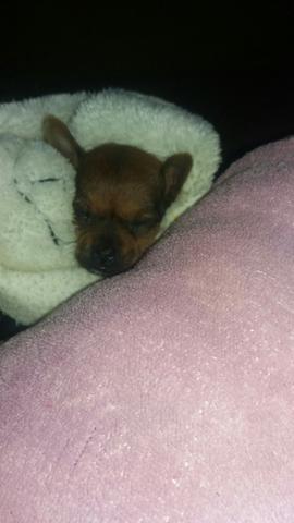 Pinster FÊMEA O Miniatura