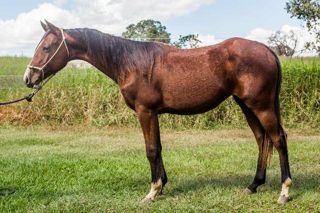 Potra Quarto de Millha (62) 