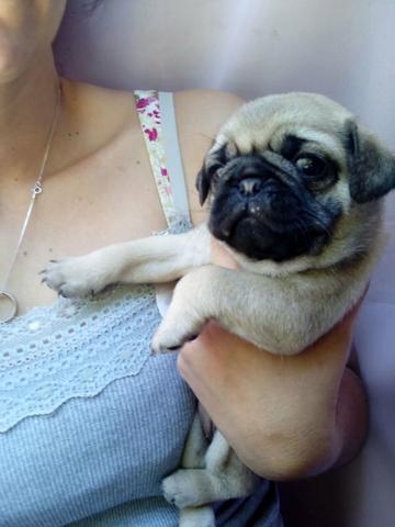 Pug na promoção! não perca. + brinde