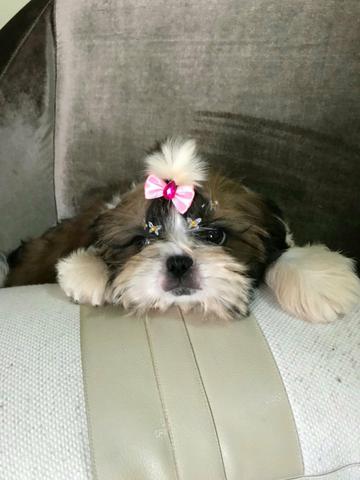 Shih Tzu fêmea em 12x nos cartões