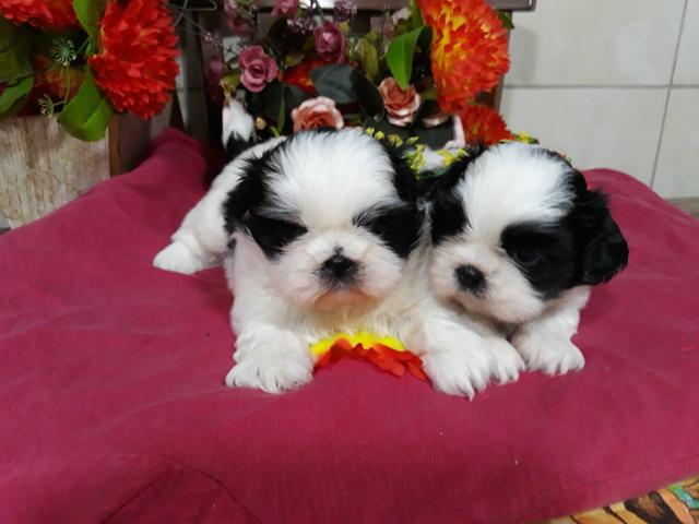 Shih tzu