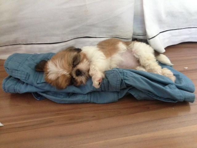 Shitszu 4 meses. Vacina completa