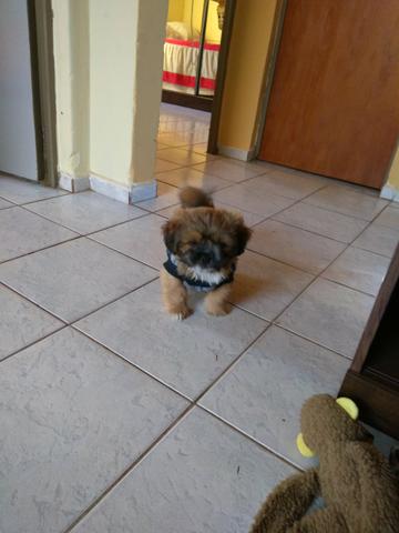 Vendo lhasa apson macho