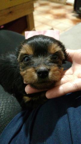 Yorkshire Mini femea Promoção!