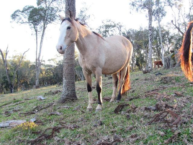 Égua crioula baia cabos negro