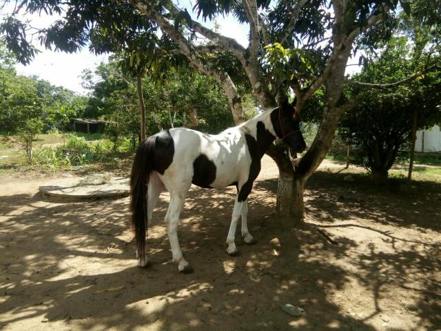 Cavalo Pampa mangalarga, bom de pisada