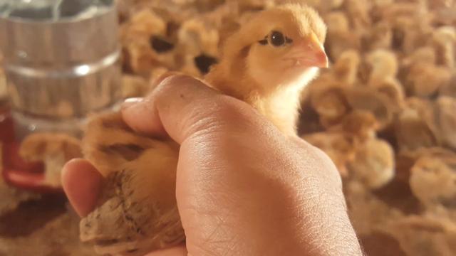 Pintinhos Rhodia (Entrega Grátis) Não Perca