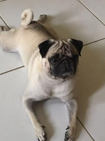 Pug macho (COBERTURA)