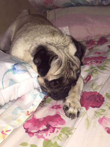 Pug macho (COBERTURA)