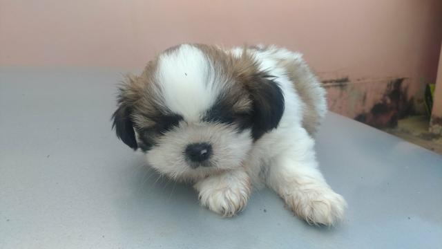 Shih Tzu Macho - 45 dias