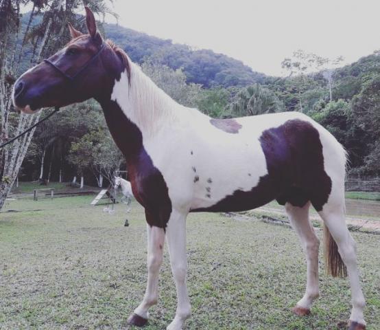 Cavalo Crioulo