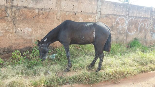 Cavalo macho