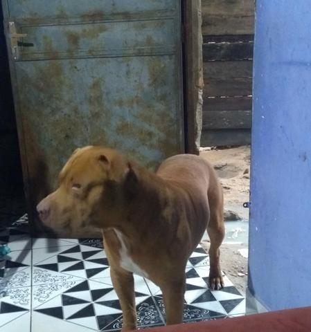 Disponível para cruza