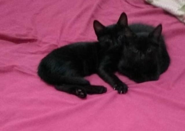 Doam-se dois gatinhos pretos