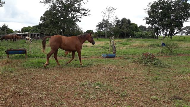 Egua Quarto de milha