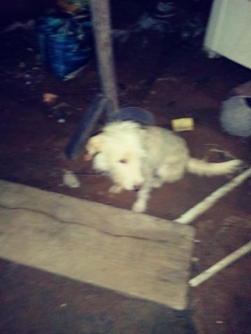 Estou fiando esse cachorro