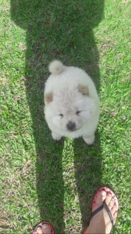 Fêmea de Chow Chow branca