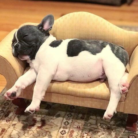 French Bulldog Fêmea