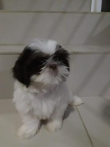 Macho e fêmea de shitzu