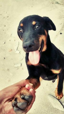 Mestiço de Rottweiter