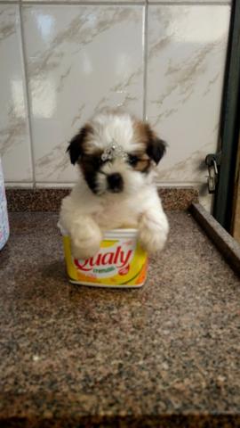 Shih Tzu lindos bebês ideal p apartamento