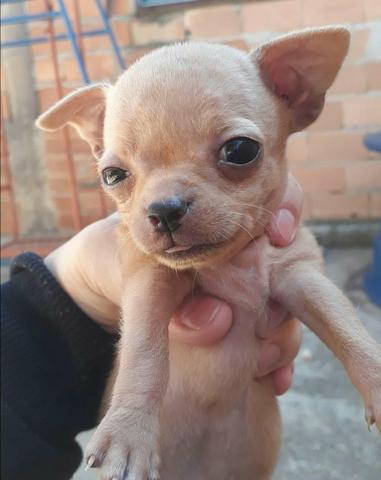 Vende-se pinscher