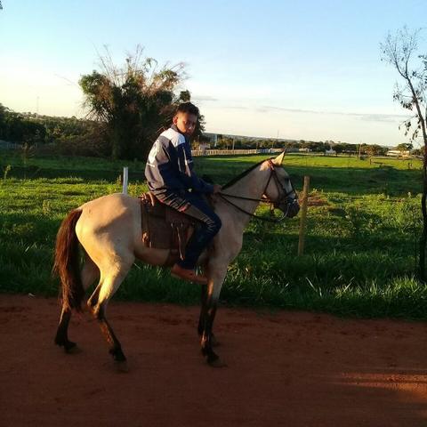 Vende-se uma égua de mulher e criança andar