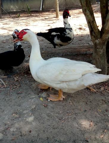 Vendo patos paisandu vivos