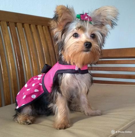 Engel Dog Criações