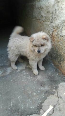 Linda fêmea de Chow Chow