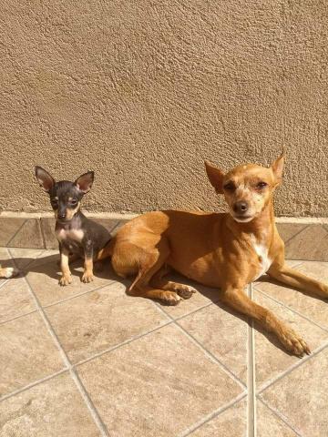 Lindos Pinscher Miniatura