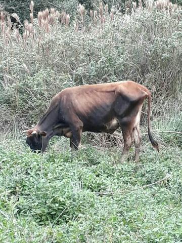 Vendo 2 vacas contato 048 