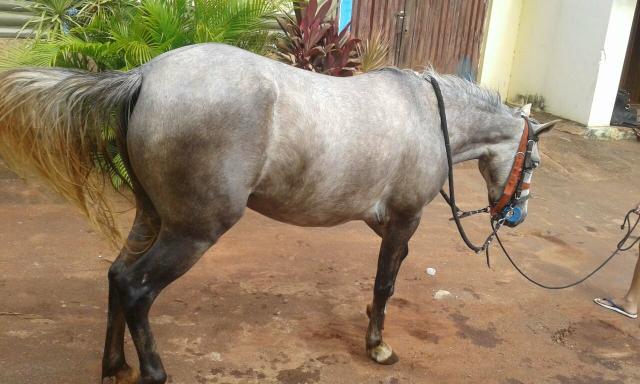 Vendo poltra mansa de sela